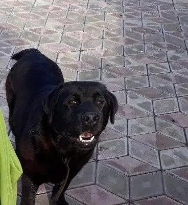 Пропала собака в районе садов УМПО, сад 27