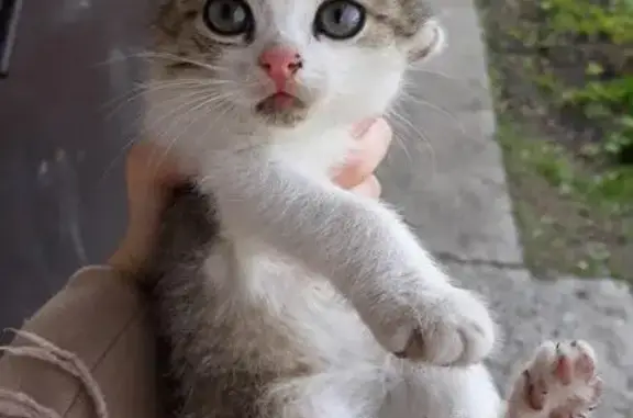 Найден котенок в Новосибирске