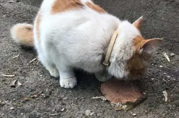 Найден кот в Раменском на ул. Коммунистической 6а