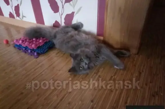 Найдена кошка на ул. Дуси Ковальчук, ищем хозяев или добрые руки