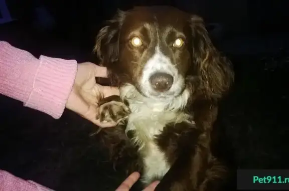 Найдена собака в Новотитаровской, Краснодарский край