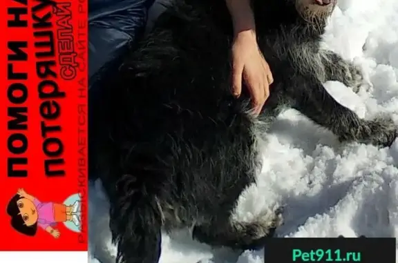Пропала собака Джек у магазина КЭМП в Домодедово