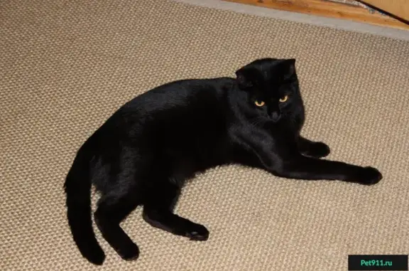 Пропала черная кошка на ул. 8 Марта, д. 4 (Химки)