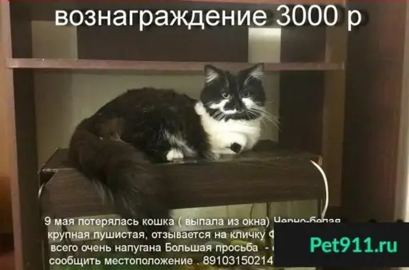 Пропала кошка на Ольшанского, 39 школа, 3 этаж.