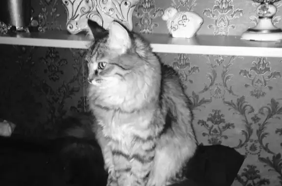 Кошки потеряшки, Кузнецово, фото: Потеряшка кошка с красным ошейником в Кузнецово