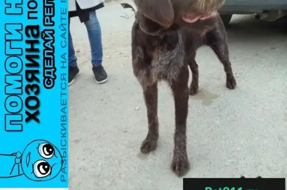 Пропала собака в Омске, найдена в районе магазина Весна