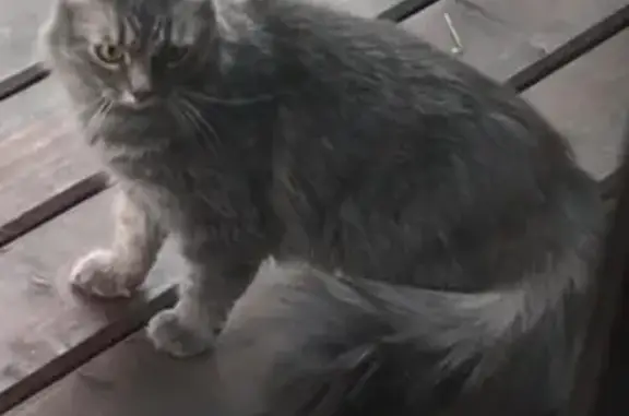 Пропала серая кошка в Родниках, Московская область.