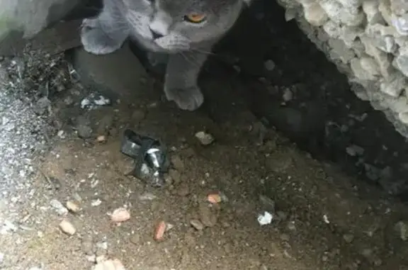 Найден кот в районе Савченко, нужна передержка