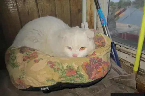 Найдена белая кошка в Киреевске, ищет дом в Москве