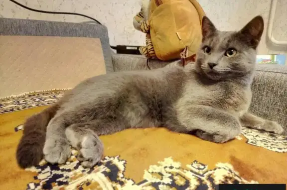 Найден серый кот в Тенистом, Воронеж