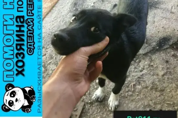 Пропала собака на Матрос Кошке, Севастополь