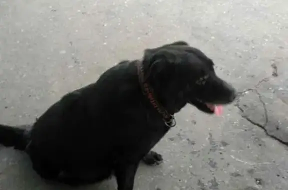 Пропала собака в Подольске: белая лабрадор-подобная с ошейником.