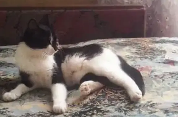 Пропала кошка Шурка в Оренбурге