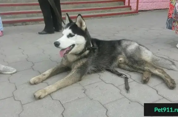 Найдена собака Хаски возле гимназии #1 на ул. ПРИУПСКАЯ, Тула