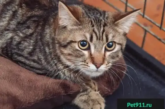 Срочно ищем дом для кота Тиграши в Пушкино МО!