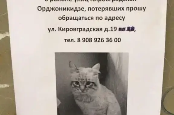 Найден кот (Кировградская-Орджоникидзе, Екатеринбург)