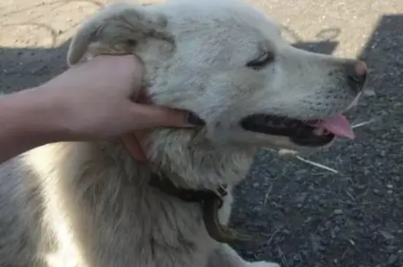 Собака с ошейником найдена в Западном Ростове