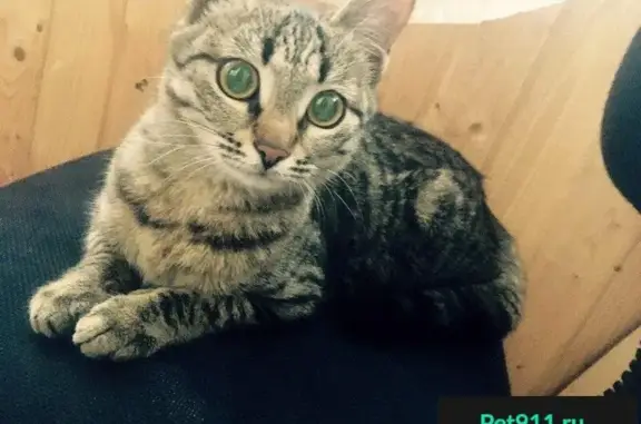 Найдена кошка в Тольятти, нужен дом