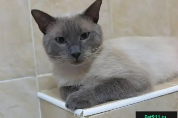 Найден тайский котик в Москве