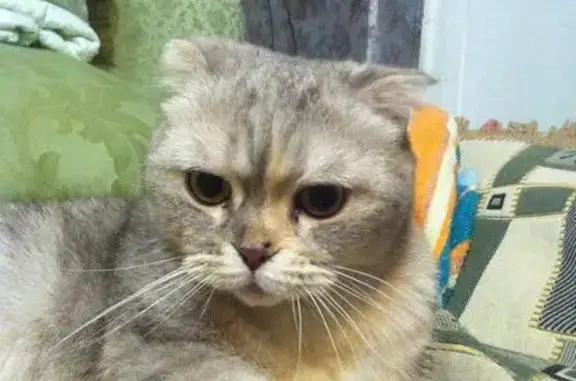 Найдена домашняя кошка в Тверской области, ищем новых хозяев
