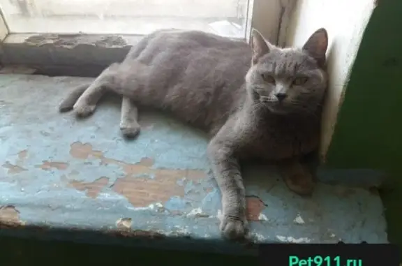 Пропала кошка в Казани