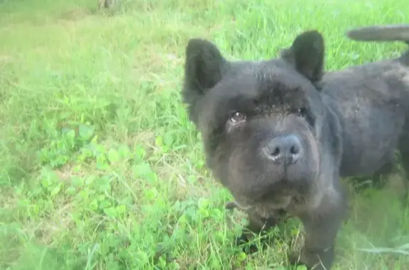 Собака с кожным заболеванием найдена в Краснодаре, район полей политеха
