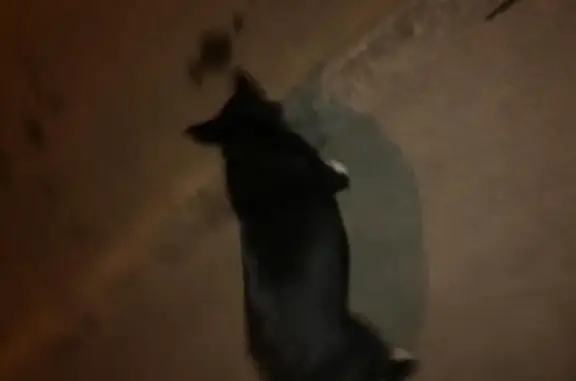Найдена собака по адресу Уинская 15а в Перми