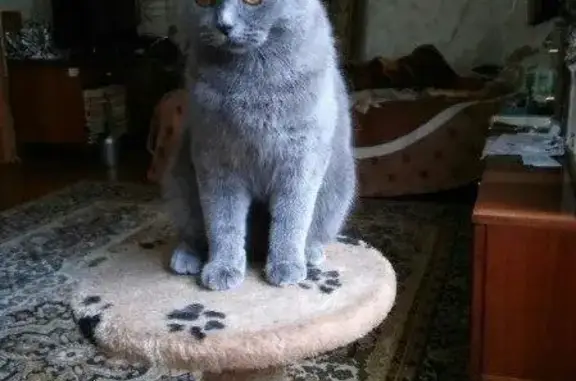 Найден кот британской породы на Пушкинском проспекте, дом 57.