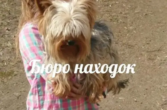 Пропала собака Боня, вознаграждение. Московский район, метро Электросила