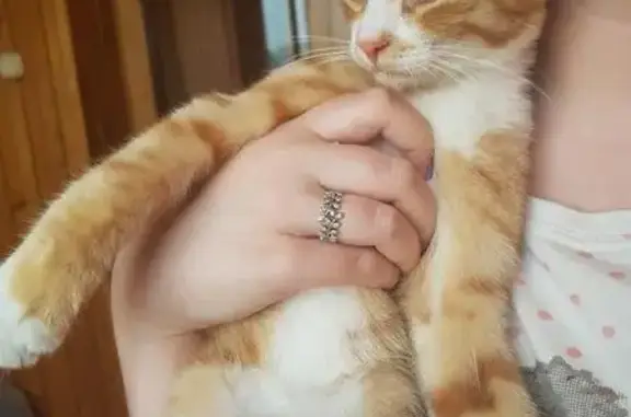 Найден котенок в Смоленске