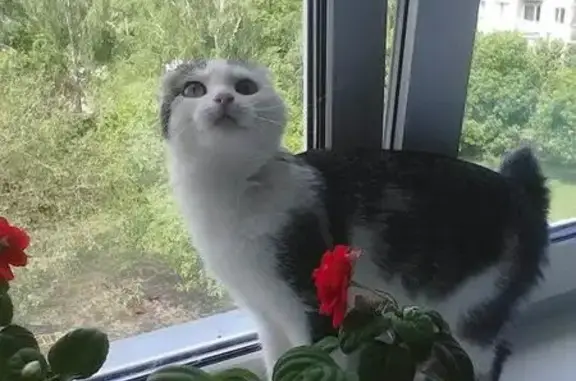 Найдена кошка Муся в Бердске, Новосибирская область