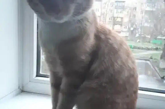 Найден кот на пр. Ленина 45 в Кемерово