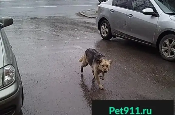 Найдена собака в Кемерово, возле киоска с беляшами