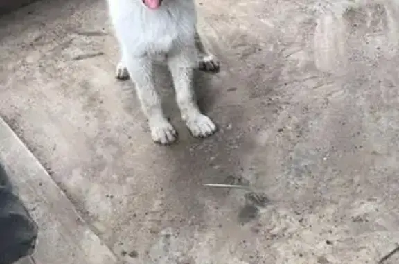 Пропала собака в поселке Заречном, Белореченск