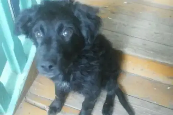 Пропавший щенок найден в Ишимбае, нужна передержка