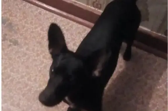 Найдена черная собака в Уралмаше (Екатеринбург)