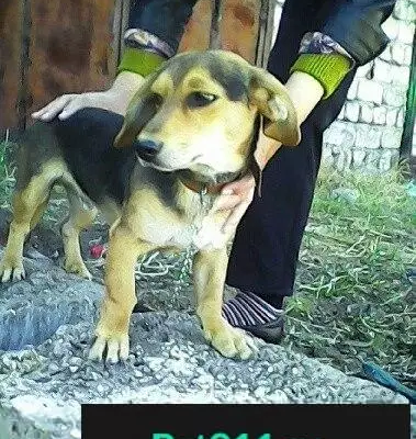 Найден щенок полутакса в Домне, ищем хозяина