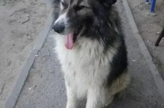 Найдена собака в Волгограде - ищем хозяев!