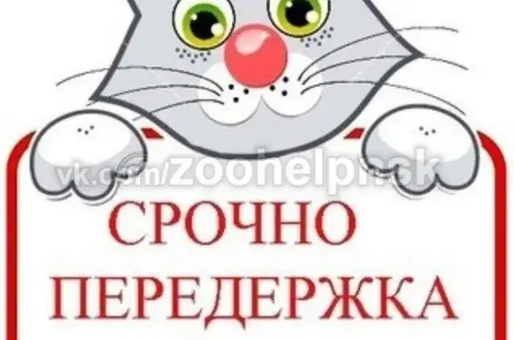 Найдена кошка на Чапаева 7/4 в Новосибирске
