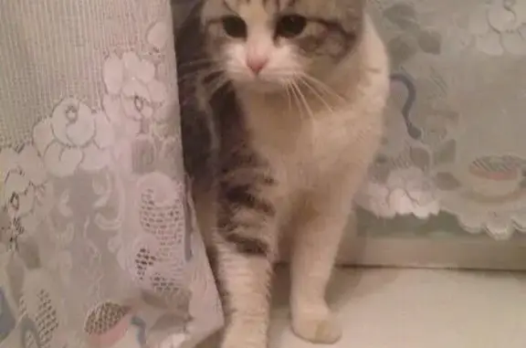 Найдена молодая кошка на ул. М.Горького, ищут хозяев