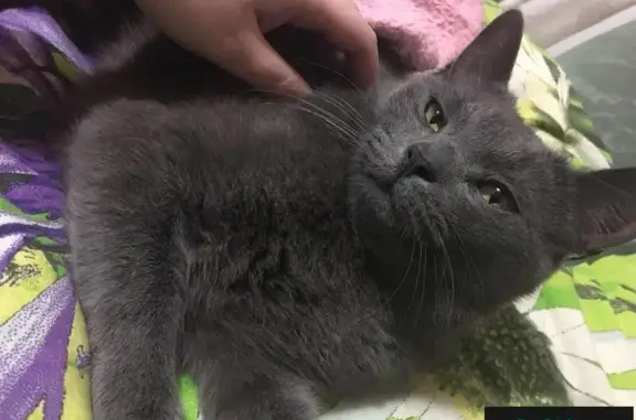 Пропал кот в Наро-Фоминске, левое ушко порвано