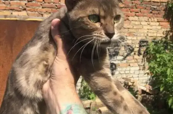 Найдена кошка на ул. Собинова, Пенза
