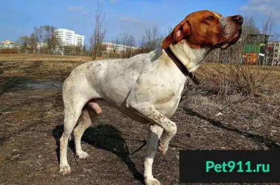 Пропала собака в Красносельском районе СПб