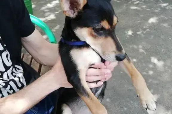 Найдена собака в Парке Кузьминки-Lюблино