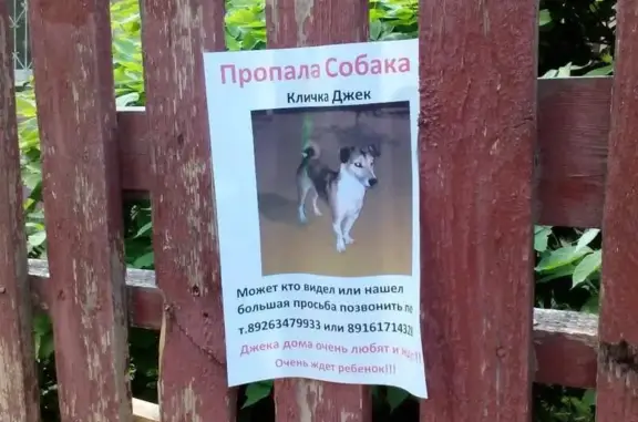 Пропала собака Джек в Ногинске, семья с ребенком переживает