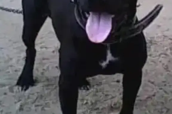 Пропала собака Джек в Ижевске после взрывов в Пугачево