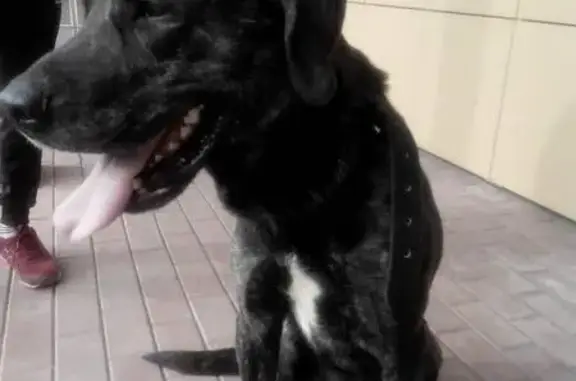 Найдена породистая собака в Электростали