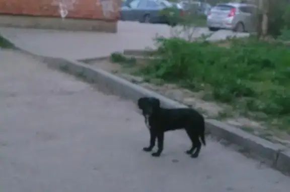 Пропала собака в Гатчине!
