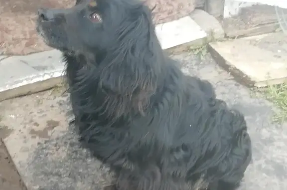 Найдена собака на трассе в Новокузнецке
