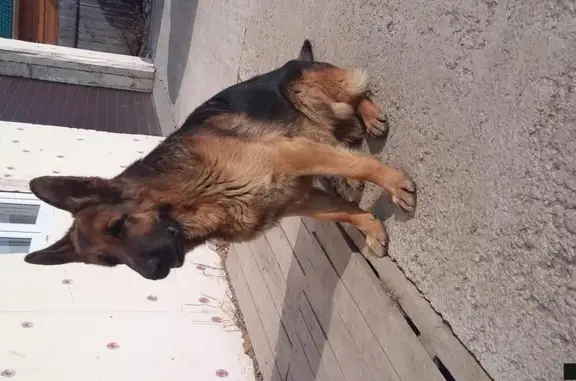 Пропала собака на улице Чемпионской в Новосибирске